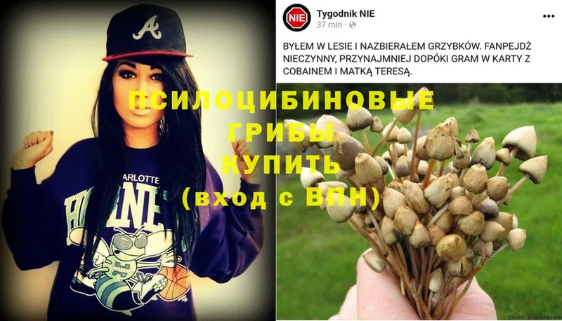 Галлюциногенные грибы Psilocybe  Курлово 