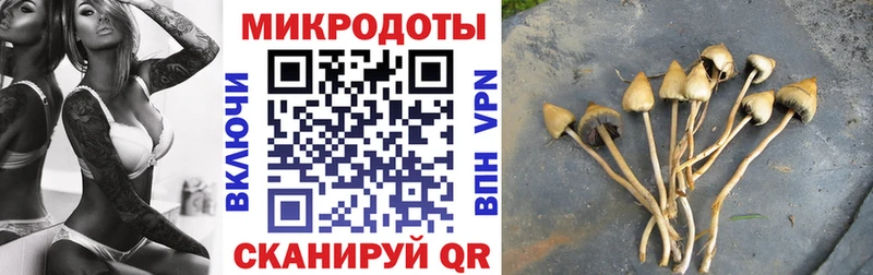 купить наркотики цена  Курлово  Псилоцибиновые грибы Cubensis 